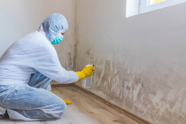 Licensed Attic Mold Removal service in Perth Amboy, NJ - WQB Mold Removal