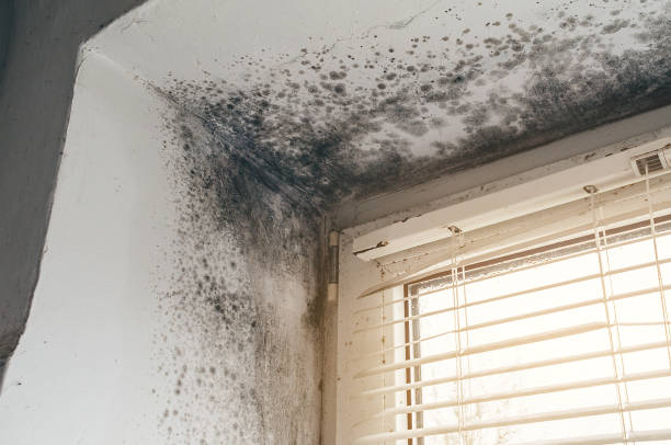 Affordable Attic Mold Removal solutions in Perth Amboy, NJ